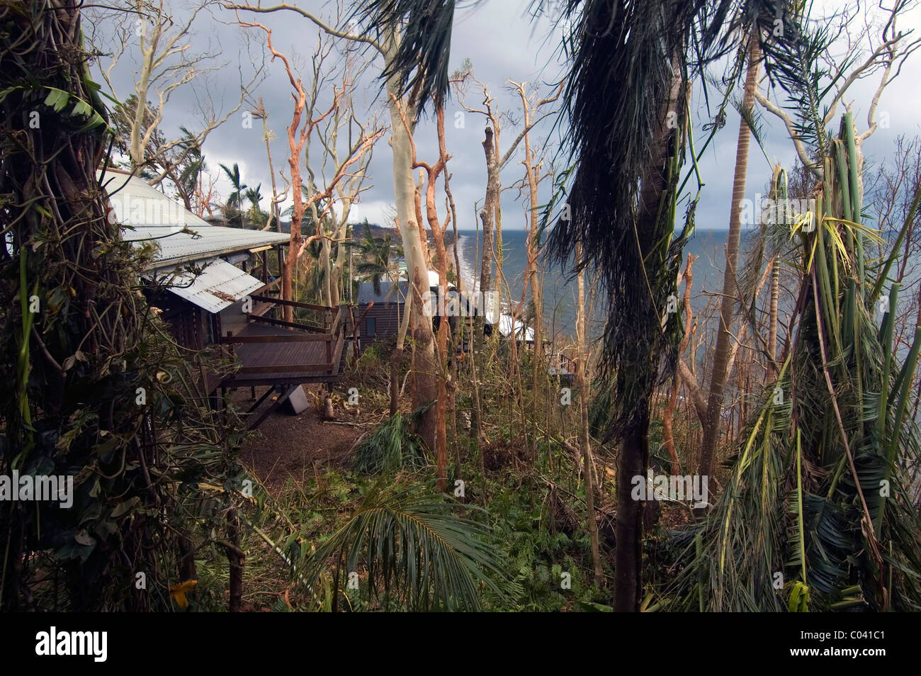 La foresta pluviale tropicale (e case) schiacciato dal ciclone Yasi, South Mission Beach, Queensland, Australia, 4 febbraio 2011 Foto Stock