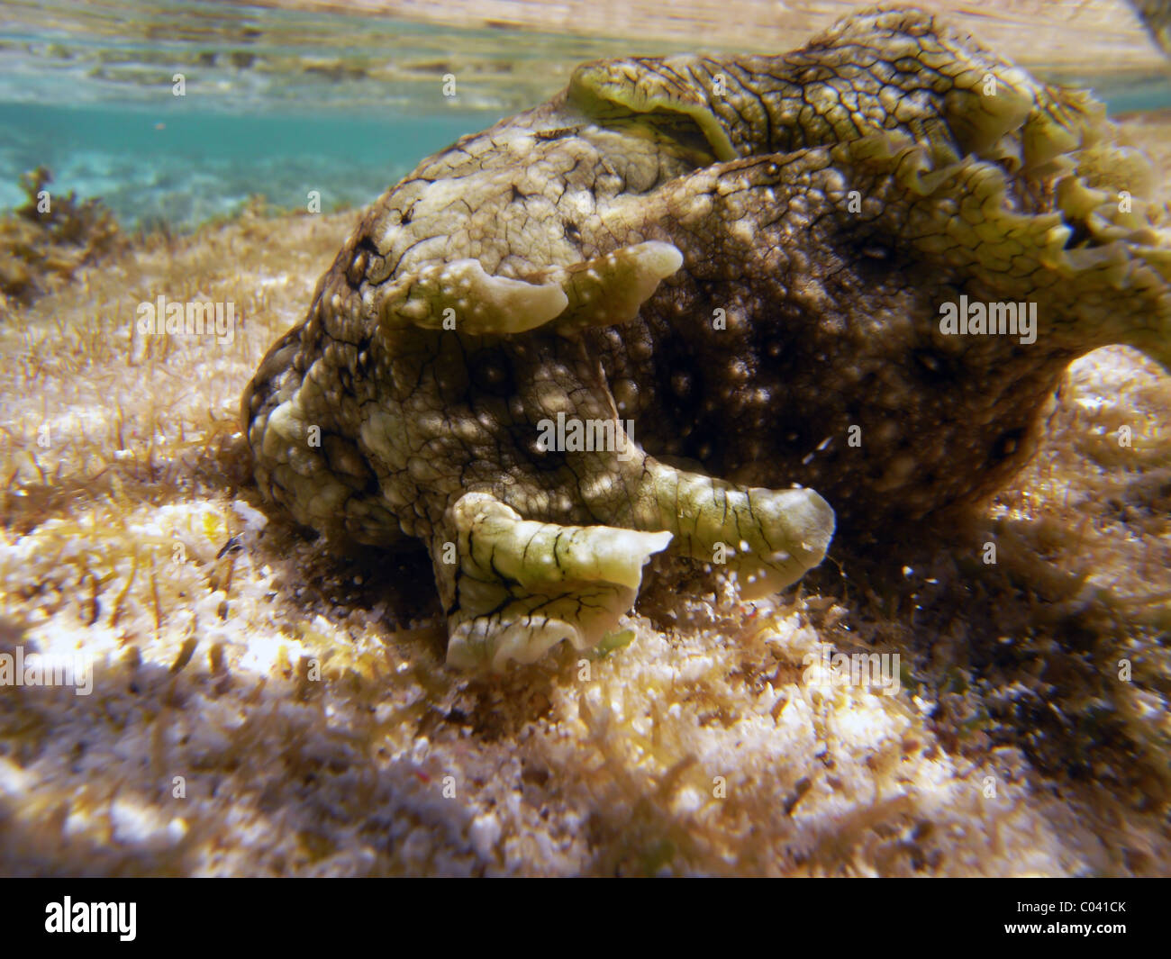 Mare lepre (Aplysia dactylomela) sul piatto della barriera corallina a nord ovest di Isola, Great Barrier Reef Marine Park, Queensland, Australia Foto Stock