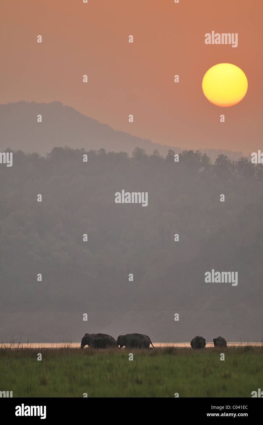 Un branco di elefanti asiatici (Elephas maximus) al tramonto lungo il fiume nella gamma Dhikala di Jim Corbett Riserva della Tigre, India Foto Stock