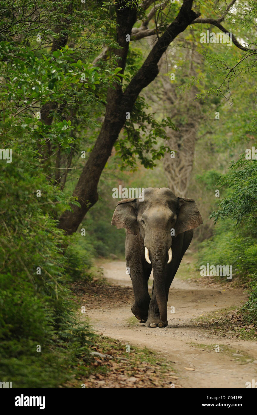 Maschio adulto Elefante asiatico testa a piedi su di un sentiero di bosco in Jim Corbett Riserva della Tigre, India Foto Stock