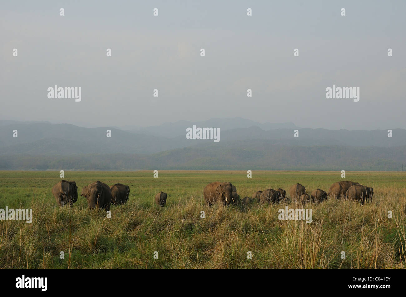 Ampio angolo di prospettiva di un branco di elefanti nelle praterie di Dhikala in Jim Corbett Riserva della Tigre, India Foto Stock