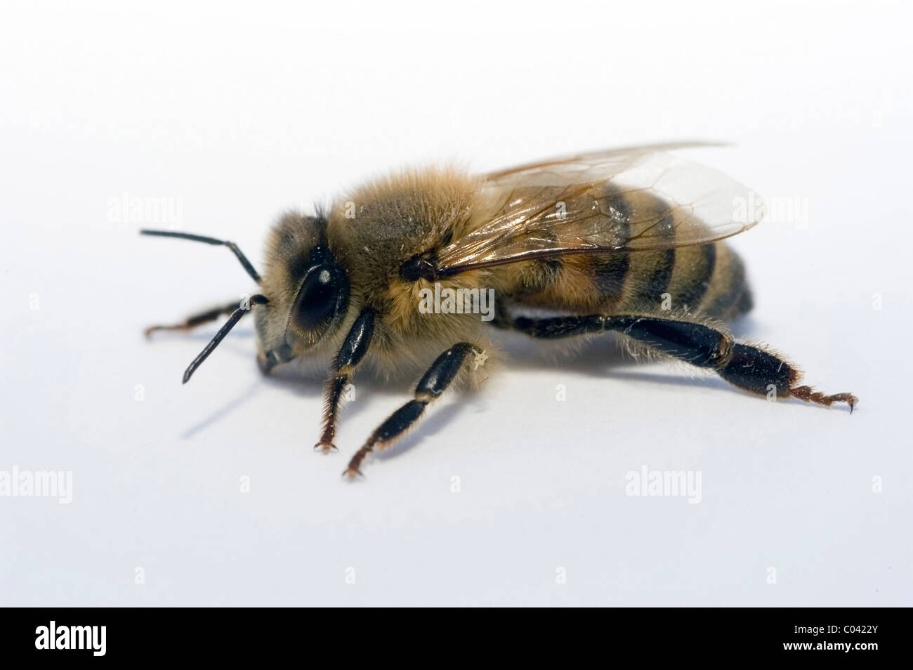 European miele delle api (Apis mellifera), cut-out. Foto Stock