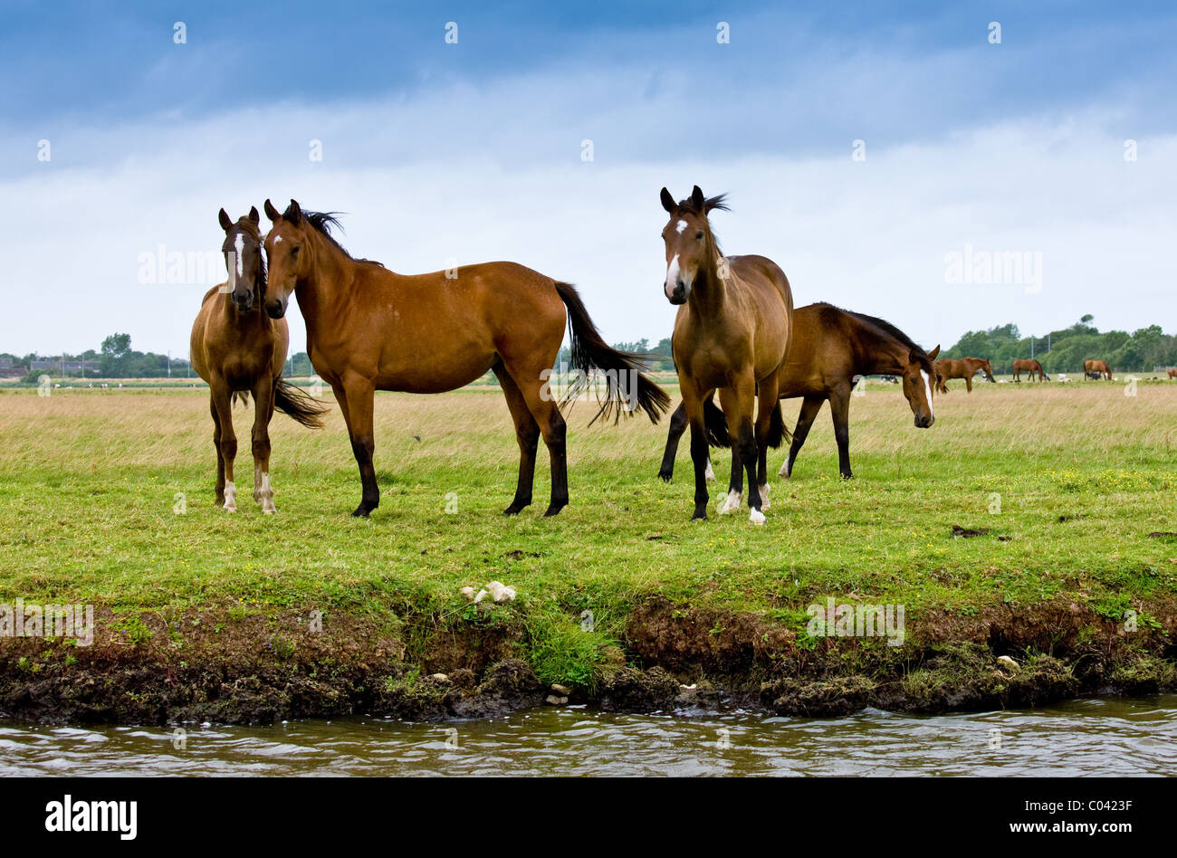 Allevamento di Francese trotter cavalli nel prato in Les Marais de la Douve le paludi, Normandia, Francia Foto Stock