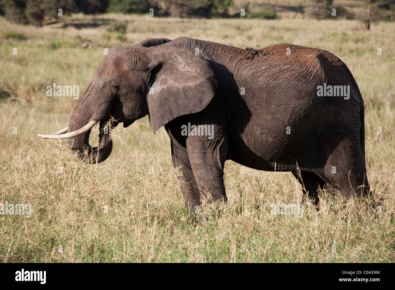 Elefante africano nel Parco Nazionale del Serengeti, Tanzania Africa Foto Stock