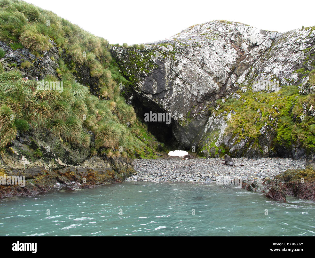 Più probabilmente Shackletons grotta, re Haakon Bay, Georgia del Sud (costa meridionale) Foto Stock