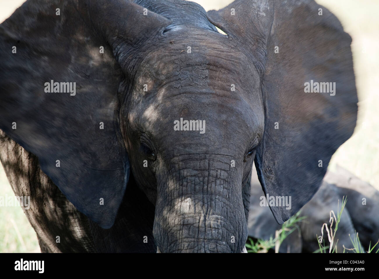 Di elefante testa con sbattimenti orecchie a Parco Nazionale del Serengeti, Tanzania Africa Foto Stock