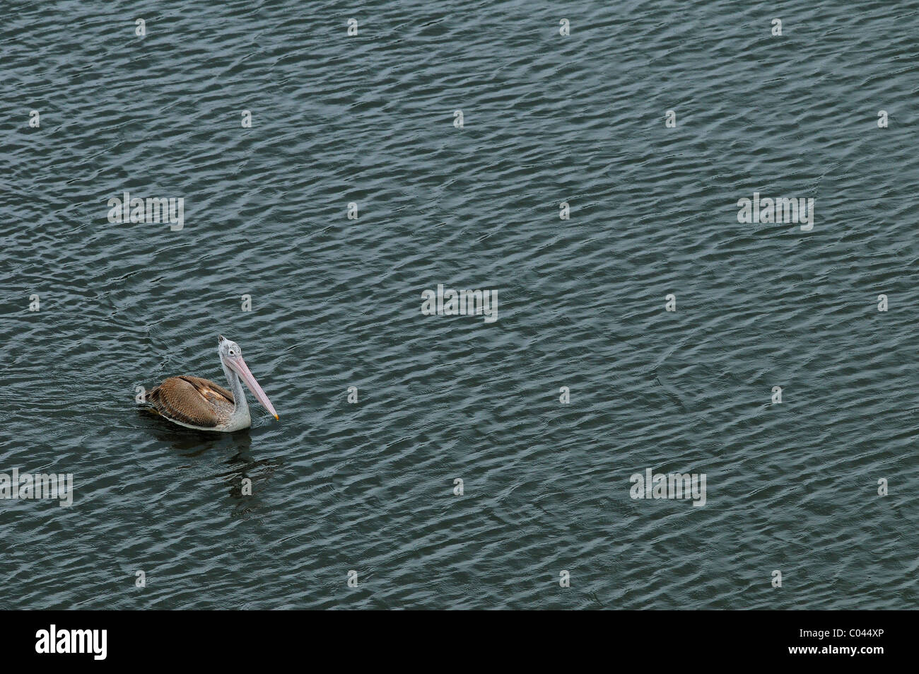 Spot-fatturati Pelican guadare in un lago di Mysore, India Foto Stock