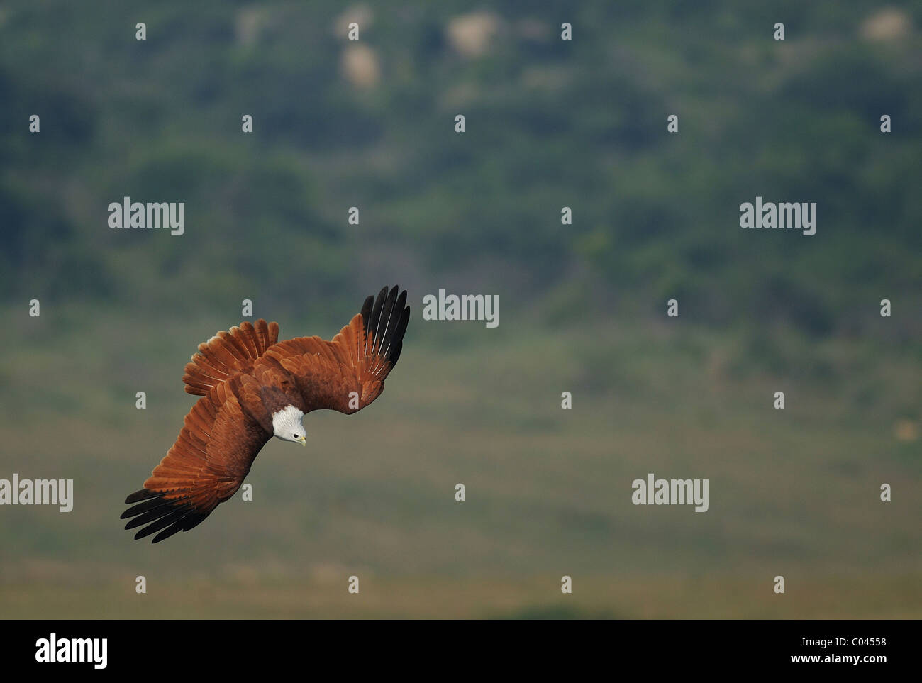 Brahminy Kite (o rosso-backed Eagle) piombando giù per la cattura di pesce nelle backwaters di un fiume vicino a Bangalore, India Foto Stock