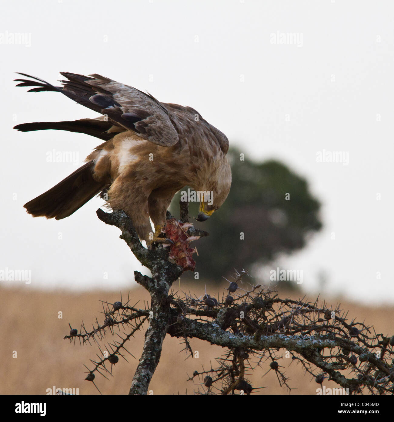 L'Aquila è arroccato su di un albero di acacia con uno scarto di carni fresche. Egli è visto di profilo (il suo diritto)curve per la carne. Foto Stock