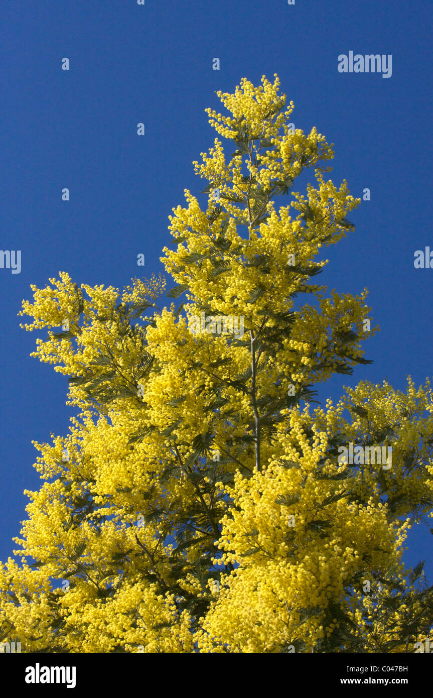 Fiore giallo di mimosa albero nel cielo blu in Provenza Foto Stock