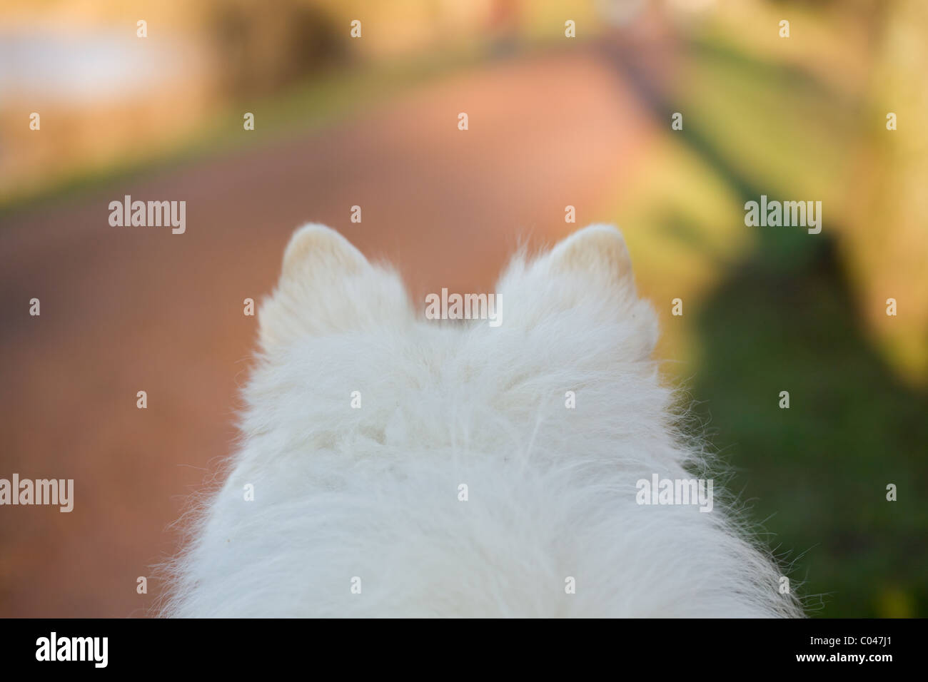 Una passeggiata nel parco da un cane il punto di vista di Foto Stock