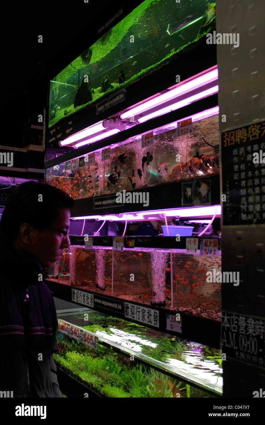 Goldfish in cisterne su Mong Kok Goldfish Street di Hong Kong Foto Stock