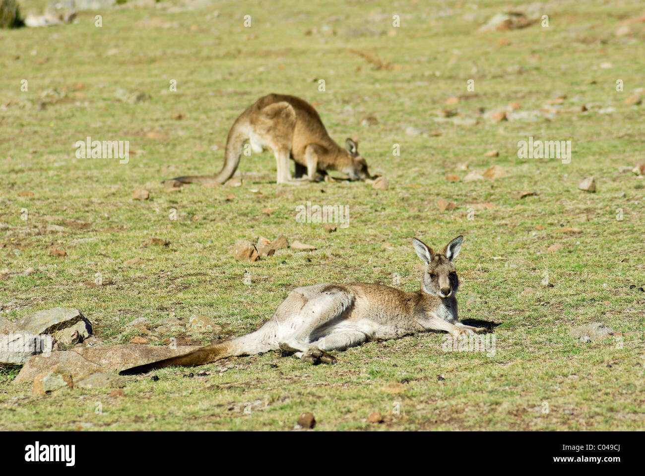 Grigio orientale canguri in appoggio ed alimentando in Maria Island National Park, la Tasmania, Australia e Sud Pacifico Foto Stock