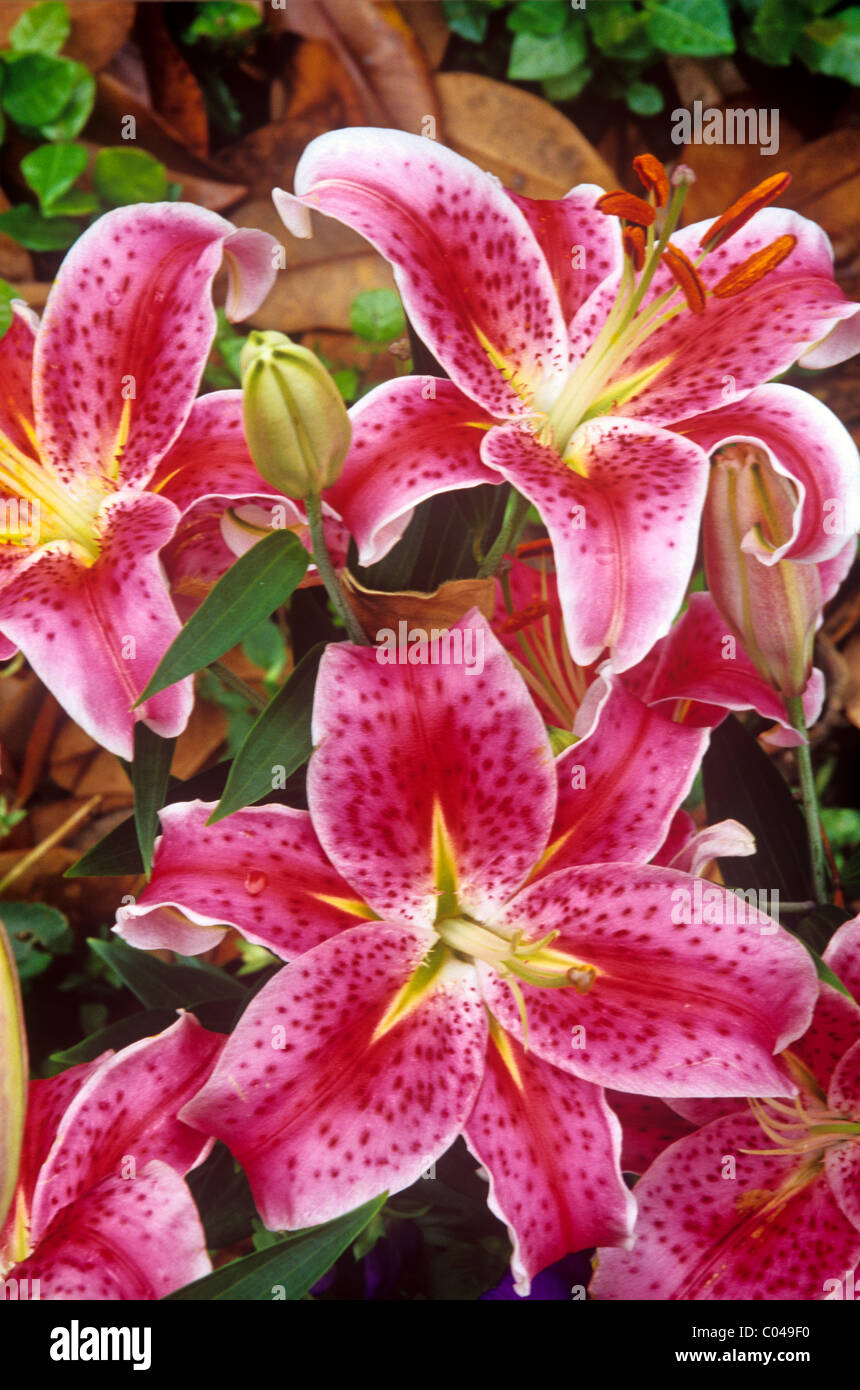 Stargazer lillies presso la John A. Sibley Orticoltura Centro, Callaway Gardens, Georgia, Stati Uniti d'America. Foto Stock