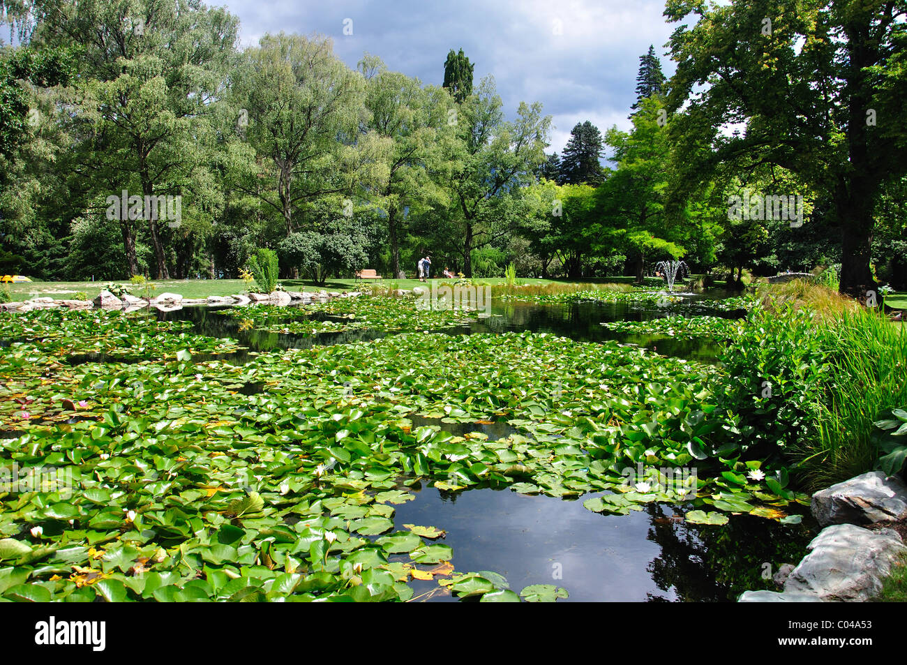 Lilly stagno a Queenstown Gardens, Queenstown, Regione di Otago, Isola del Sud, Nuova Zelanda Foto Stock