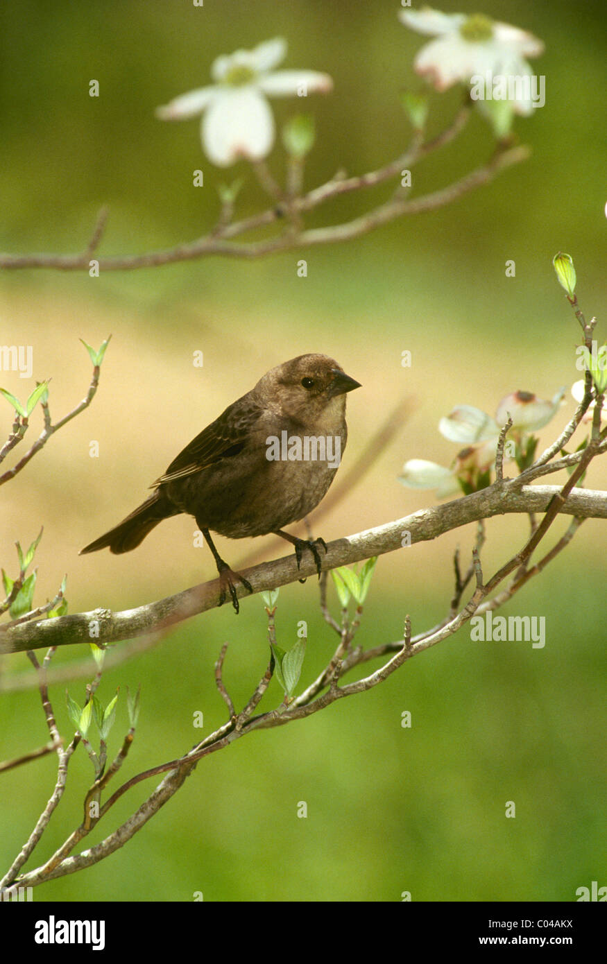 Casa Wren (Troglodytes musculus) sul ramo della molla boccioli e fiori di corniolo tree (Cornus florida) Foto Stock