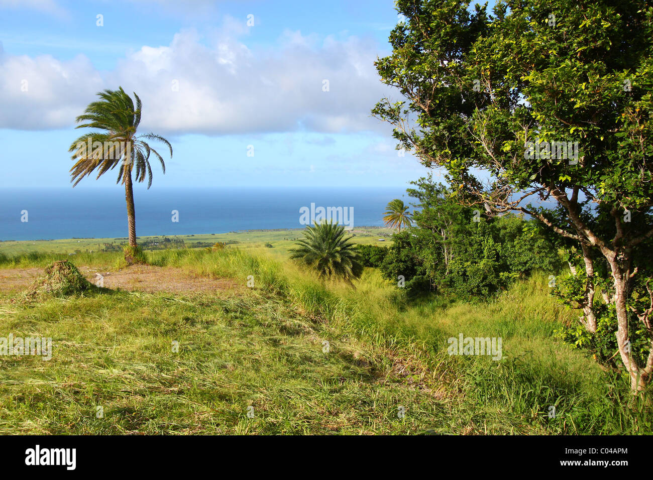 Campi di Saint Kitts Foto Stock