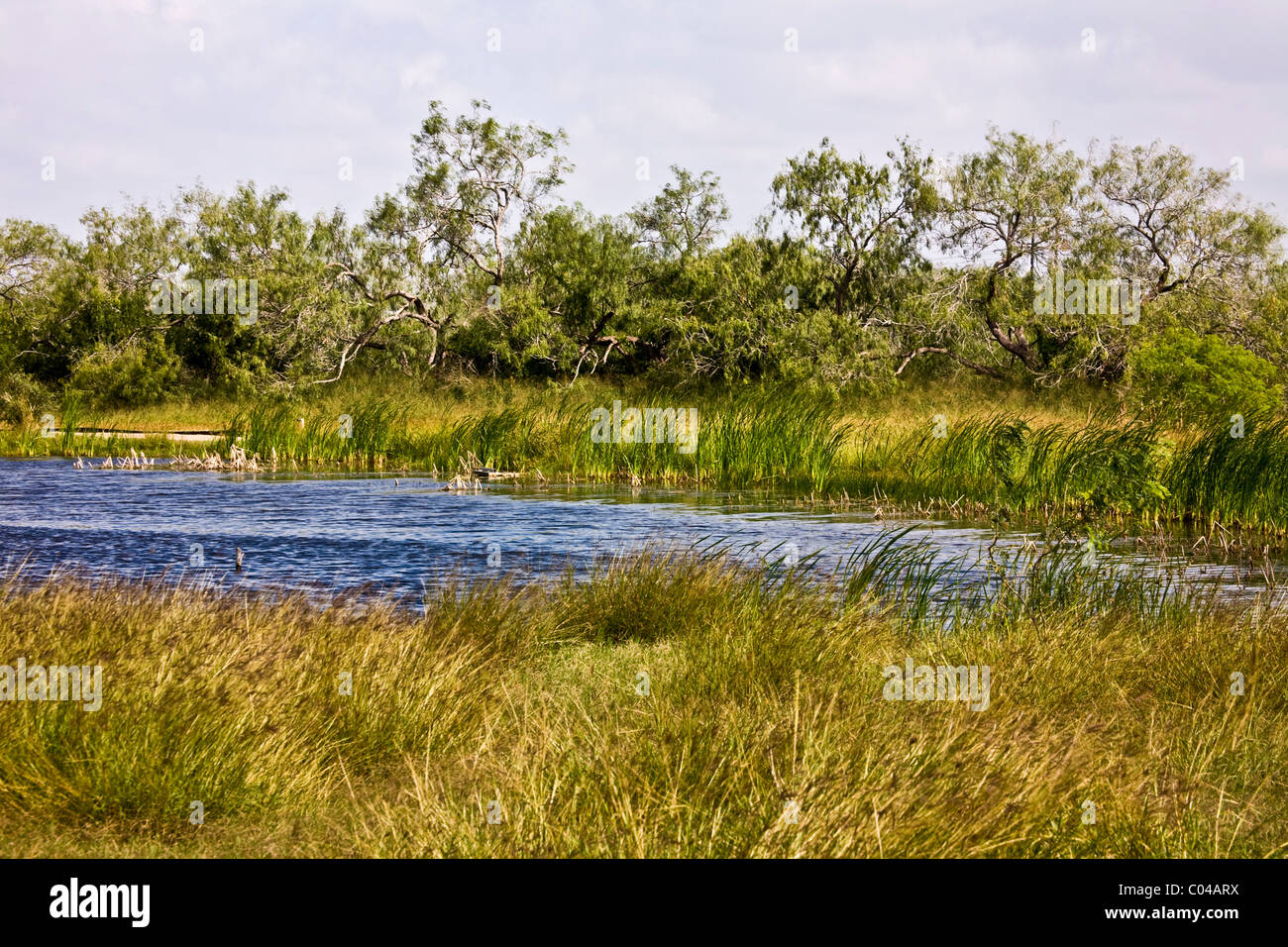 Estero Llano Grande State Park, Weslaco, Texas Foto Stock