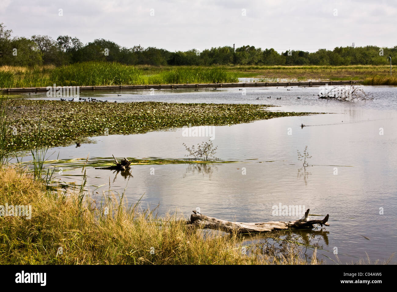 Estero Llano Grande State Park, Weslaco, Texas Foto Stock
