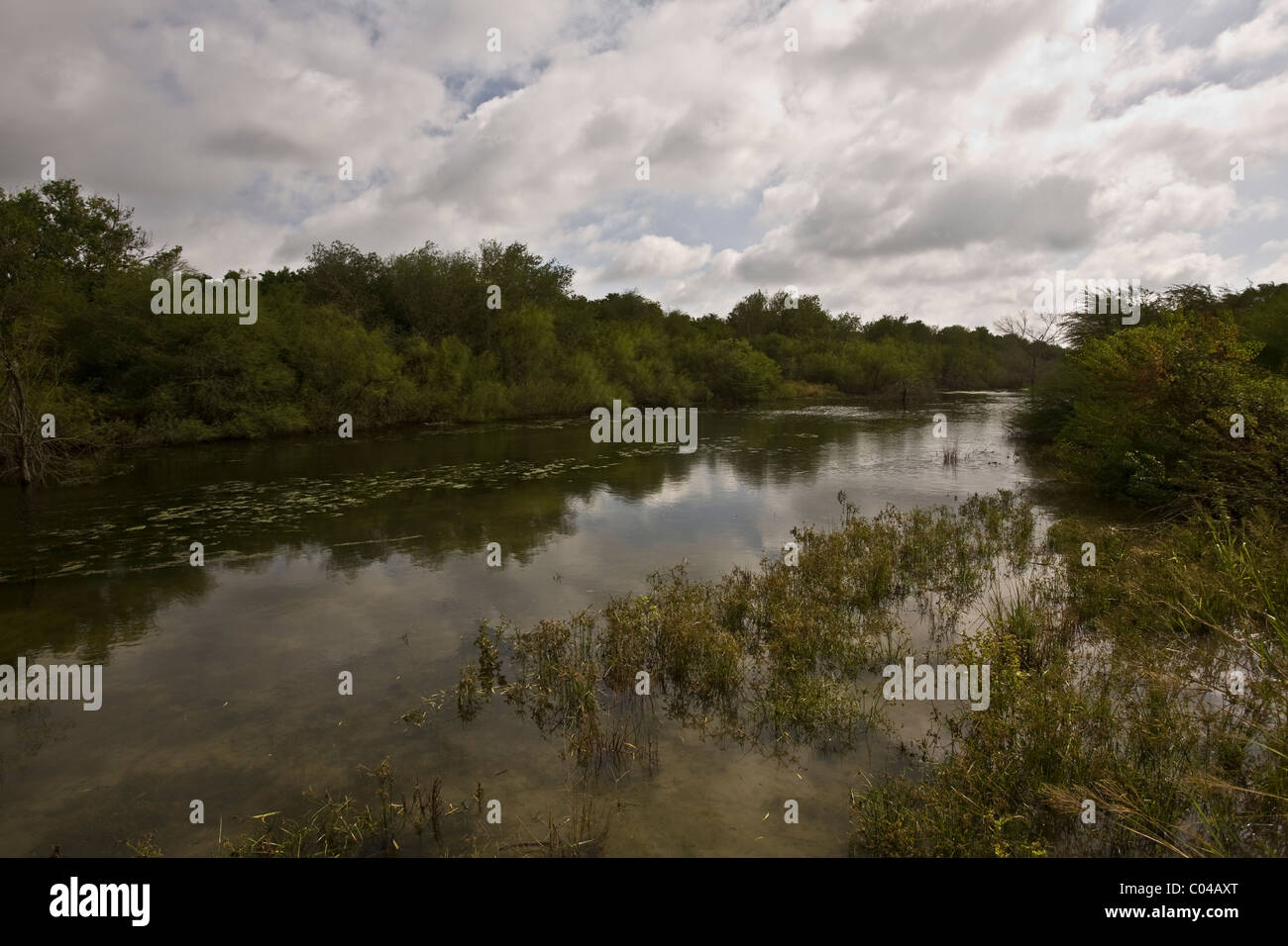 Resaca de la Palma del parco statale, vicino a Brownsville, Texas Foto Stock