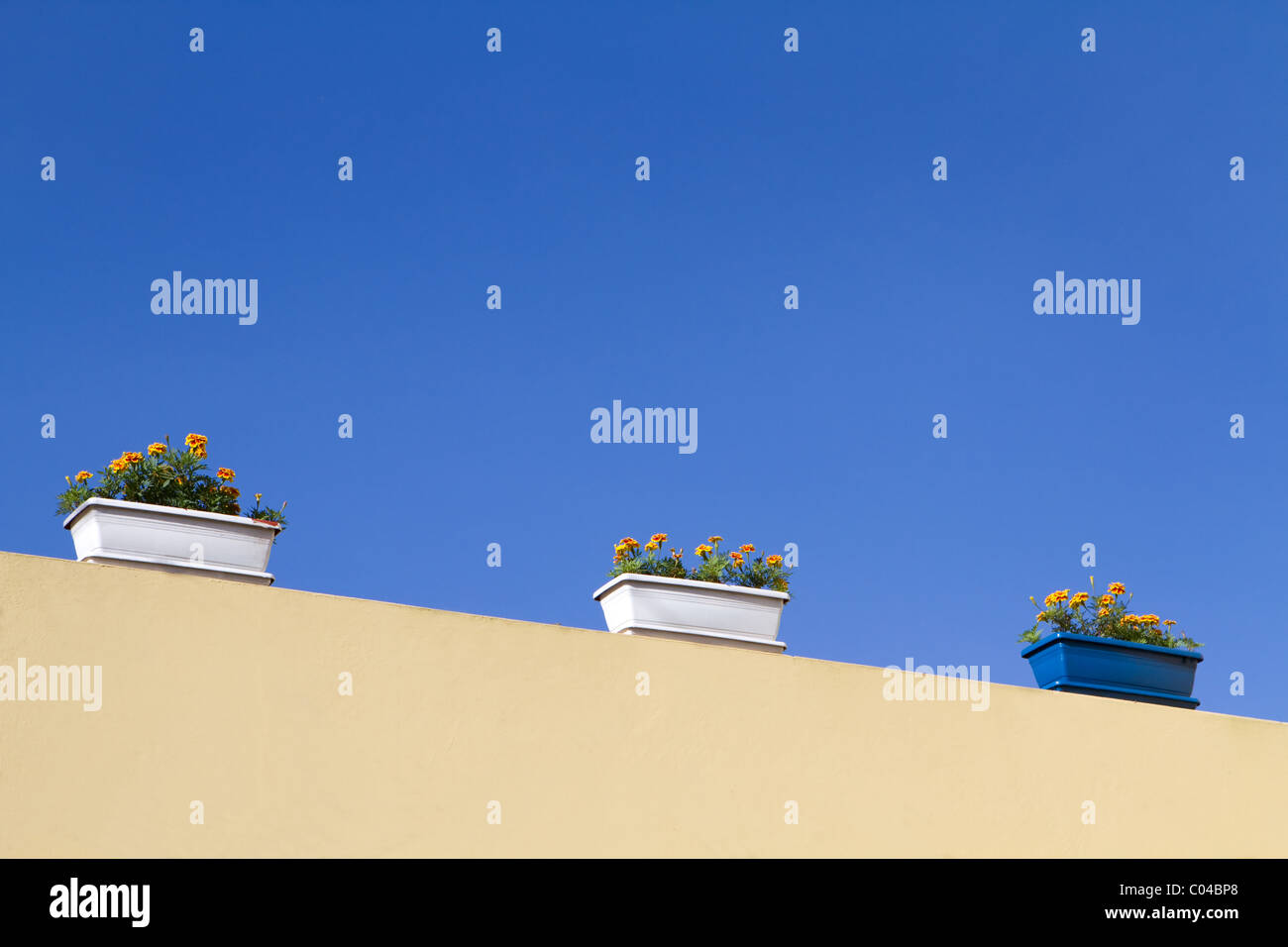 Tre vasi di fiori con le calendule crescere in loro di sedersi su un muro beige con un cielo blu come sfondo. Foto Stock