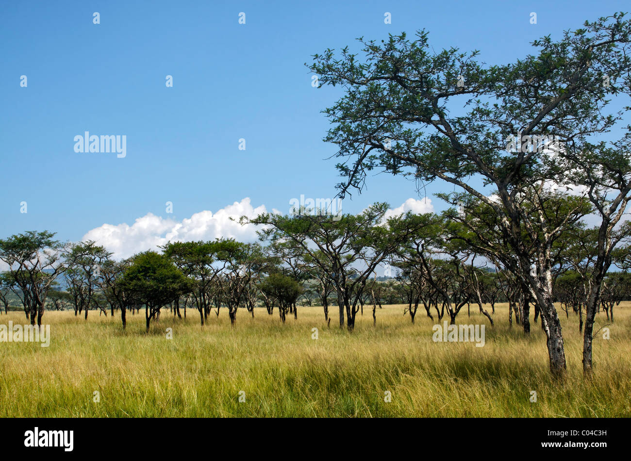 Tipica savana africana, Albert Falls riserva naturale, KwaZulu Natal, Sud Africa. Foto Stock
