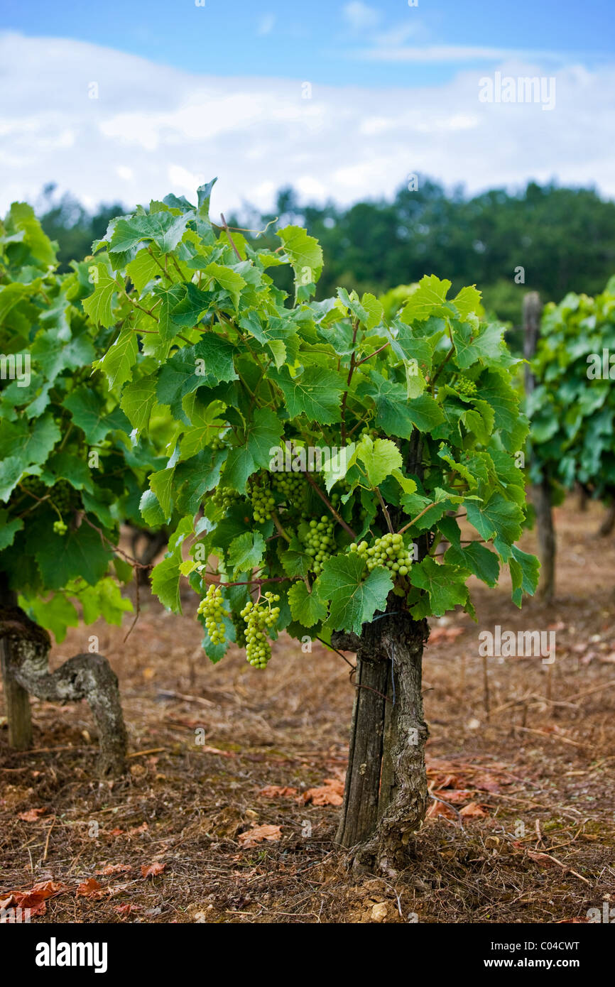 Antichi vitigni di uve bianche in vigna in Dordogne Francia Foto Stock