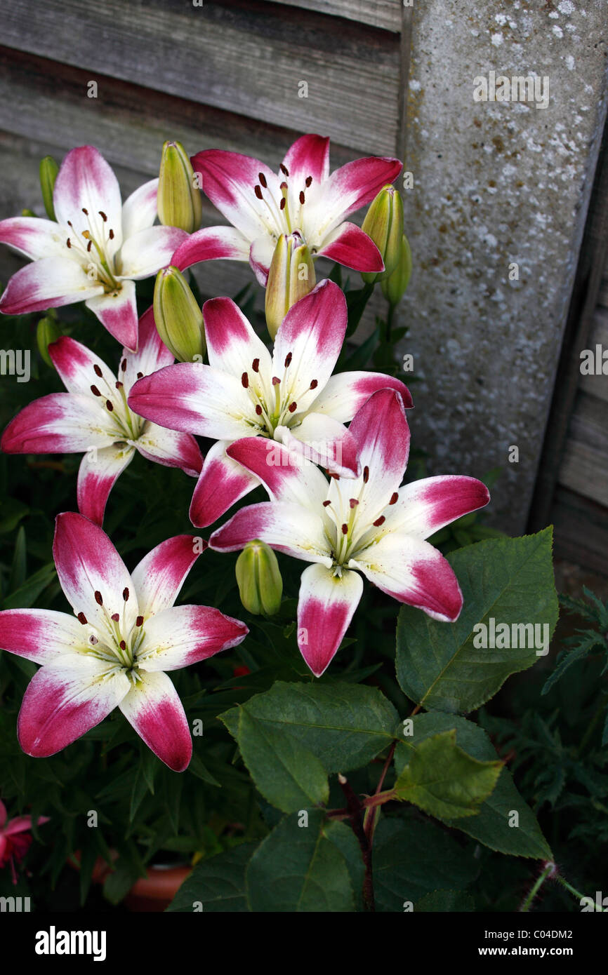 Il Lilium lollipop. Giglio asiatico. Foto Stock