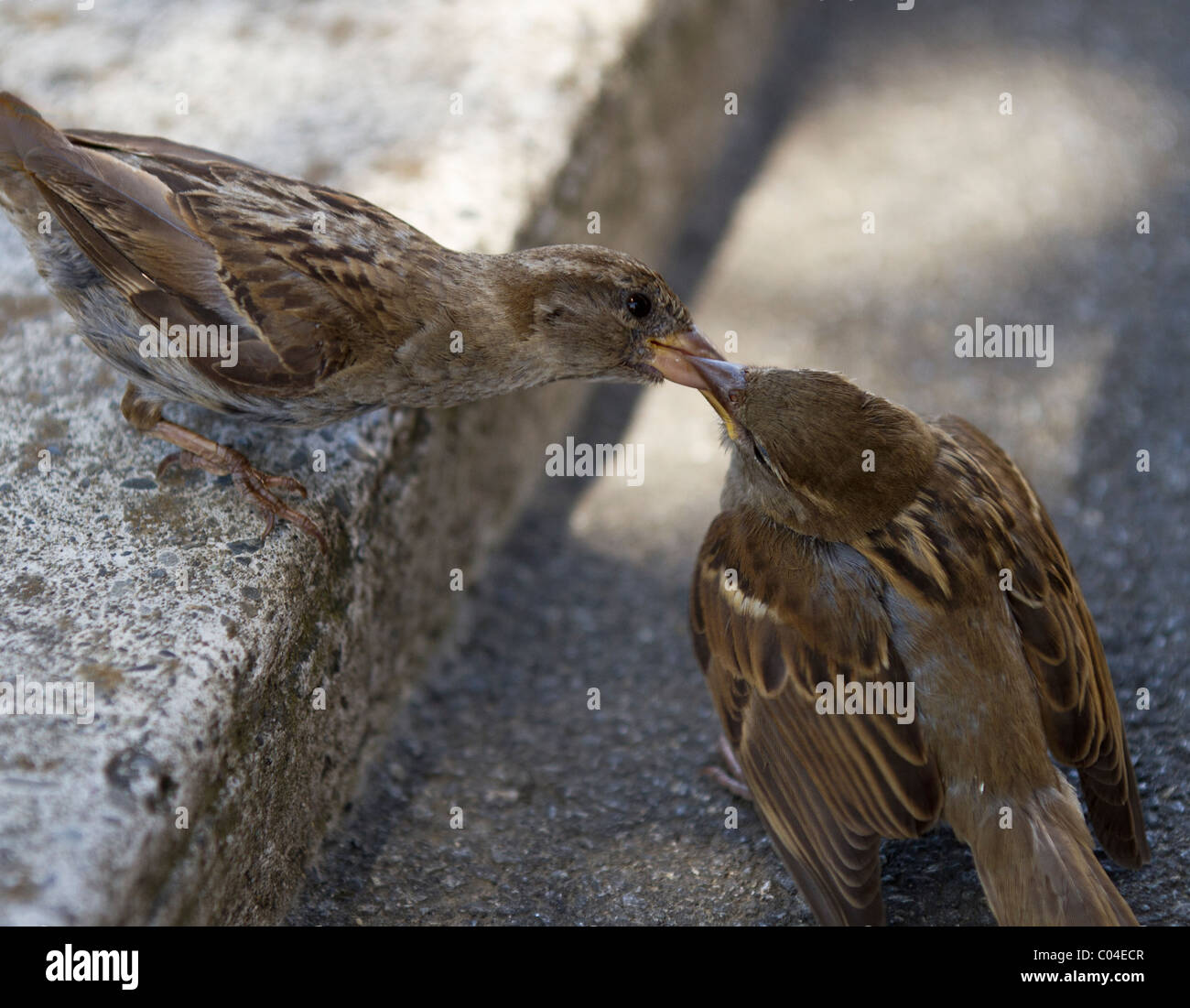 Femmina di casa passero (Passer domesticus) alimentazione di un neo-fledged capretti che è Elemosinare il cibo agitando le sue ali Foto Stock