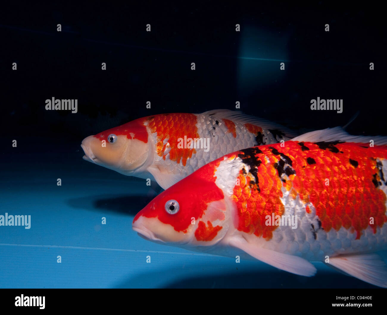 Koi (Giapponese: letteralmente 'carpa di broccato'), sono addomesticati ornamentali varietà della carpa comune (Cyprinus carpio) Foto Stock