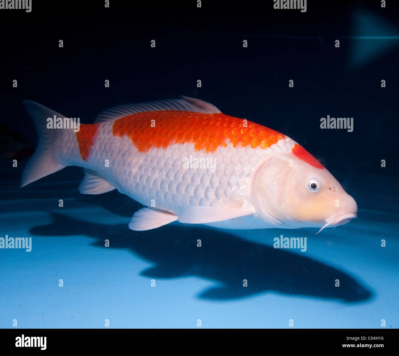 Koi (Giapponese: letteralmente 'carpa di broccato'), sono addomesticati ornamentali varietà della carpa comune (Cyprinus carpio) Foto Stock