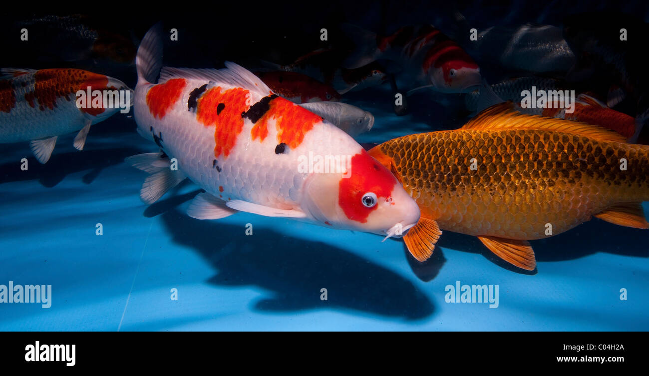 Koi (Giapponese: letteralmente 'carpa di broccato'), sono addomesticati ornamentali varietà della carpa comune (Cyprinus carpio) Foto Stock