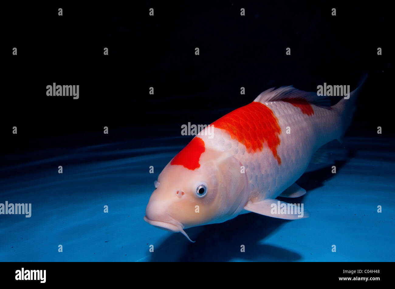 Koi (Giapponese: letteralmente 'carpa di broccato'), sono addomesticati ornamentali varietà della carpa comune (Cyprinus carpio) Foto Stock