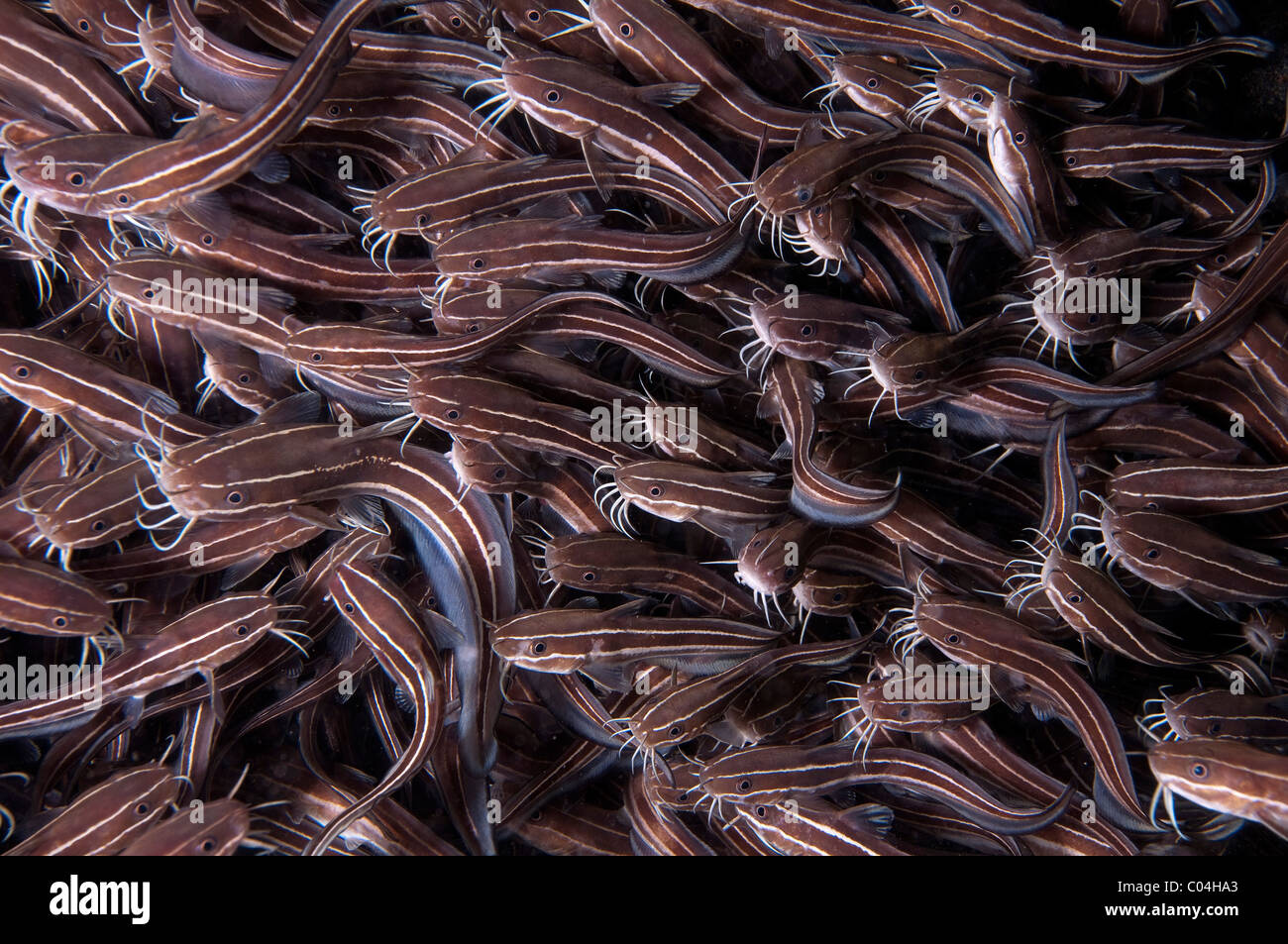 Secca di strisce di pesce gatto (Plotosus lineatus). Foto Stock