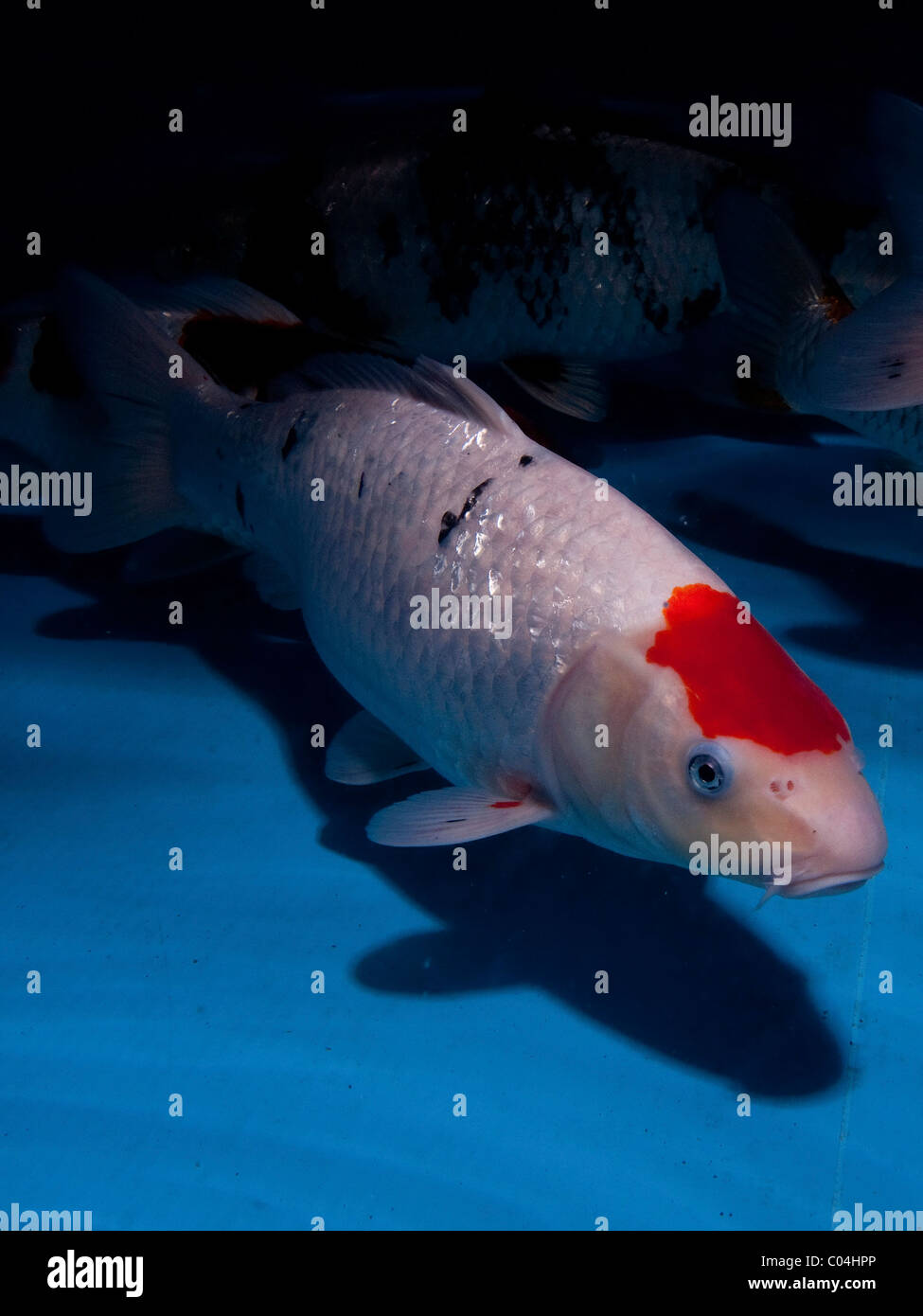 Koi (Giapponese: letteralmente 'carpa di broccato'), sono addomesticati ornamentali varietà della carpa comune (Cyprinus carpio) Foto Stock