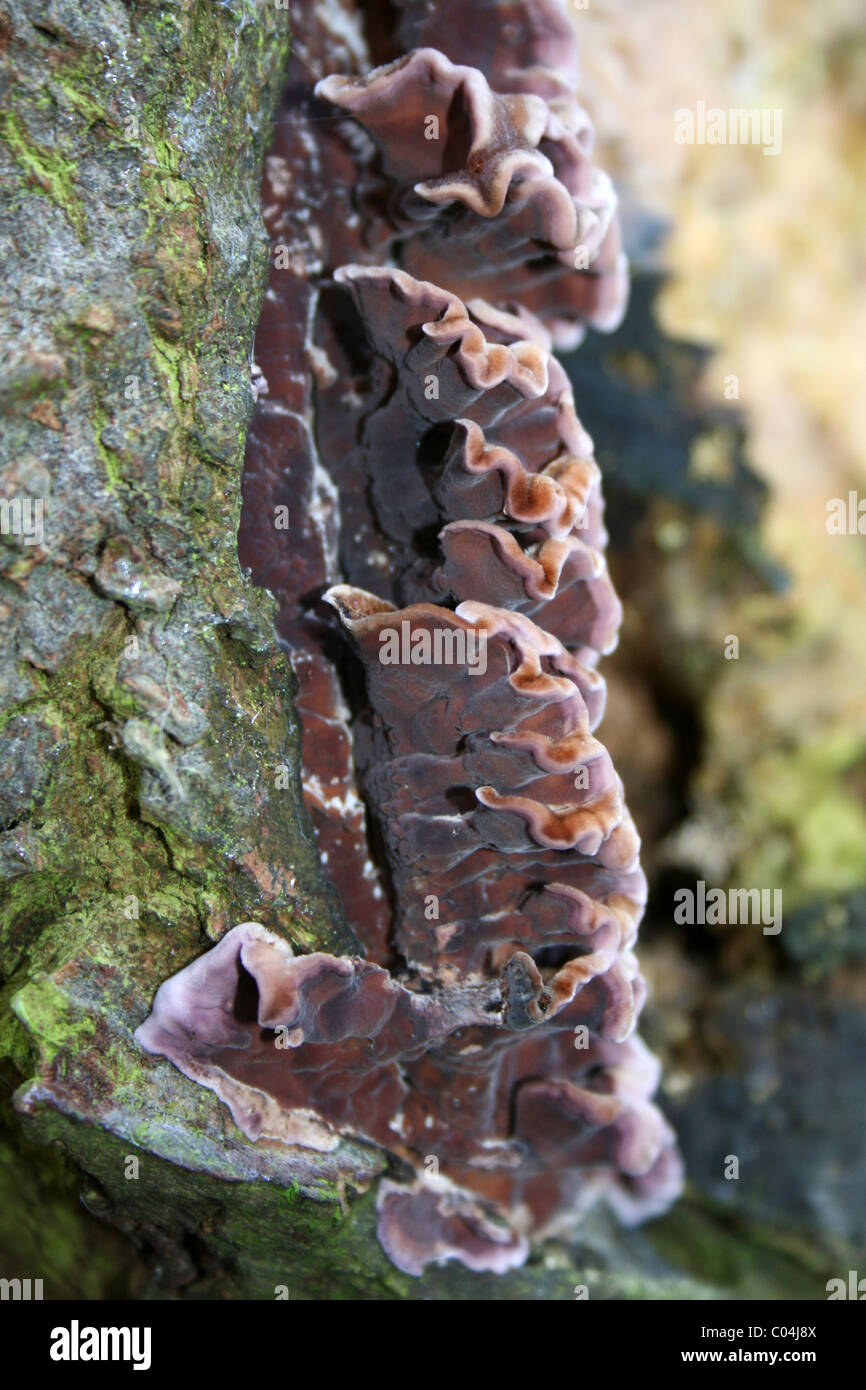 Foglia Argento fungo Chondrostereum purpureum prese a Martin mera WWT, Lancashire, Regno Unito Foto Stock