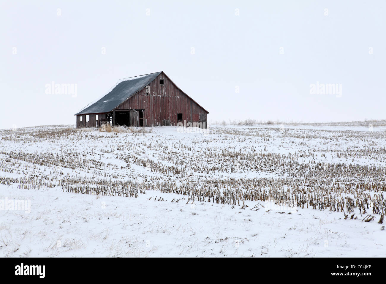 Vecchio rosso weathered fienile nel mezzo del campo circondato da stocchi di mais. Iowa Foto Stock