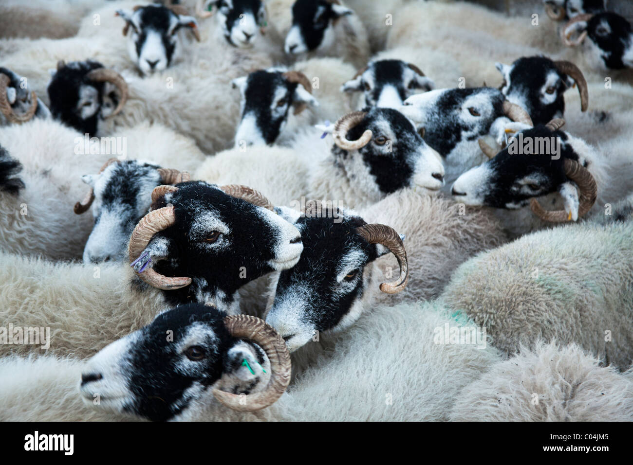 Gregge di pecore Swaledale ammassati in attesa della penna per il trasporto al mercato Foto Stock