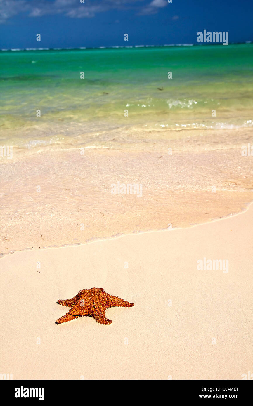 Stella bruno su una spiaggia di sabbia vicino al mare dei Caraibi Foto Stock