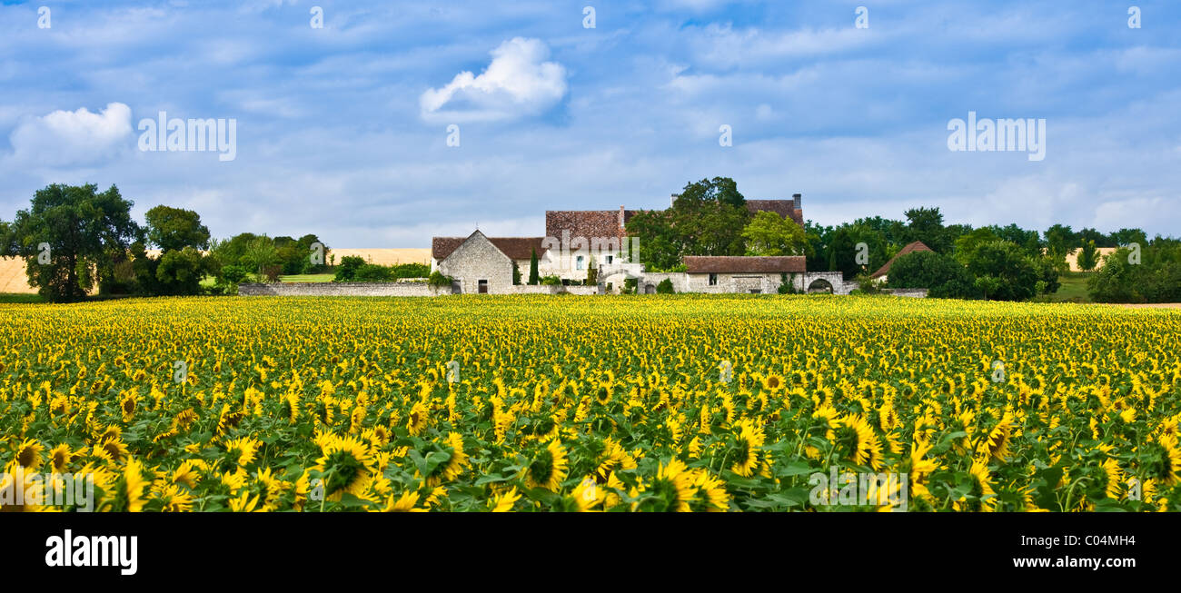 Il francese farm homestead con colture di girasoli a Champigny sur Veude, la Valle della Loira, Francia Foto Stock