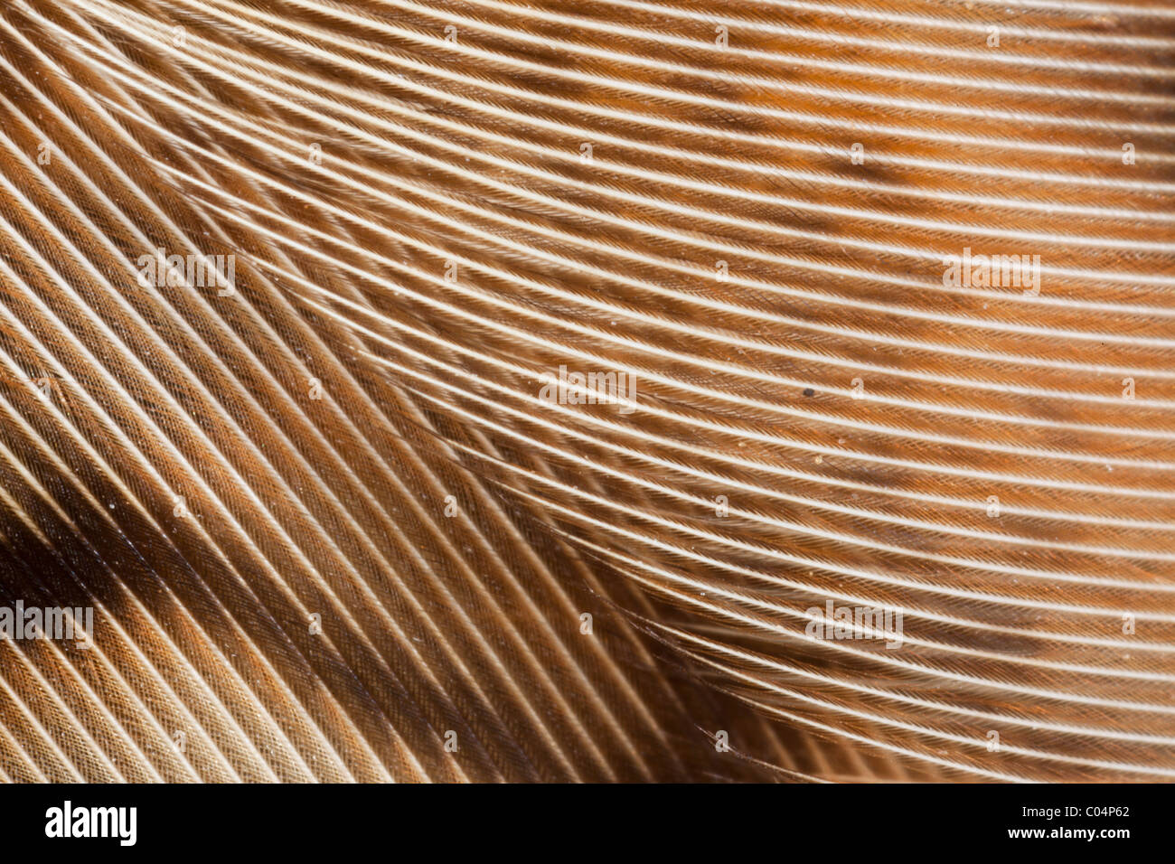 Piume fagiano, femmina, macro Foto Stock