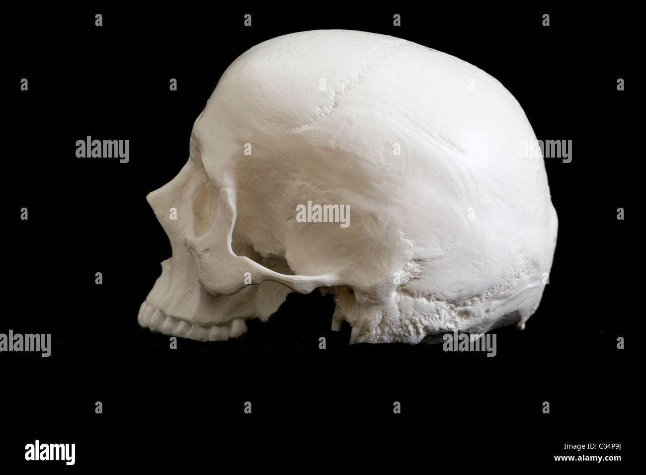 Cranio umano Vista laterale sinistra di orbita Foto Stock