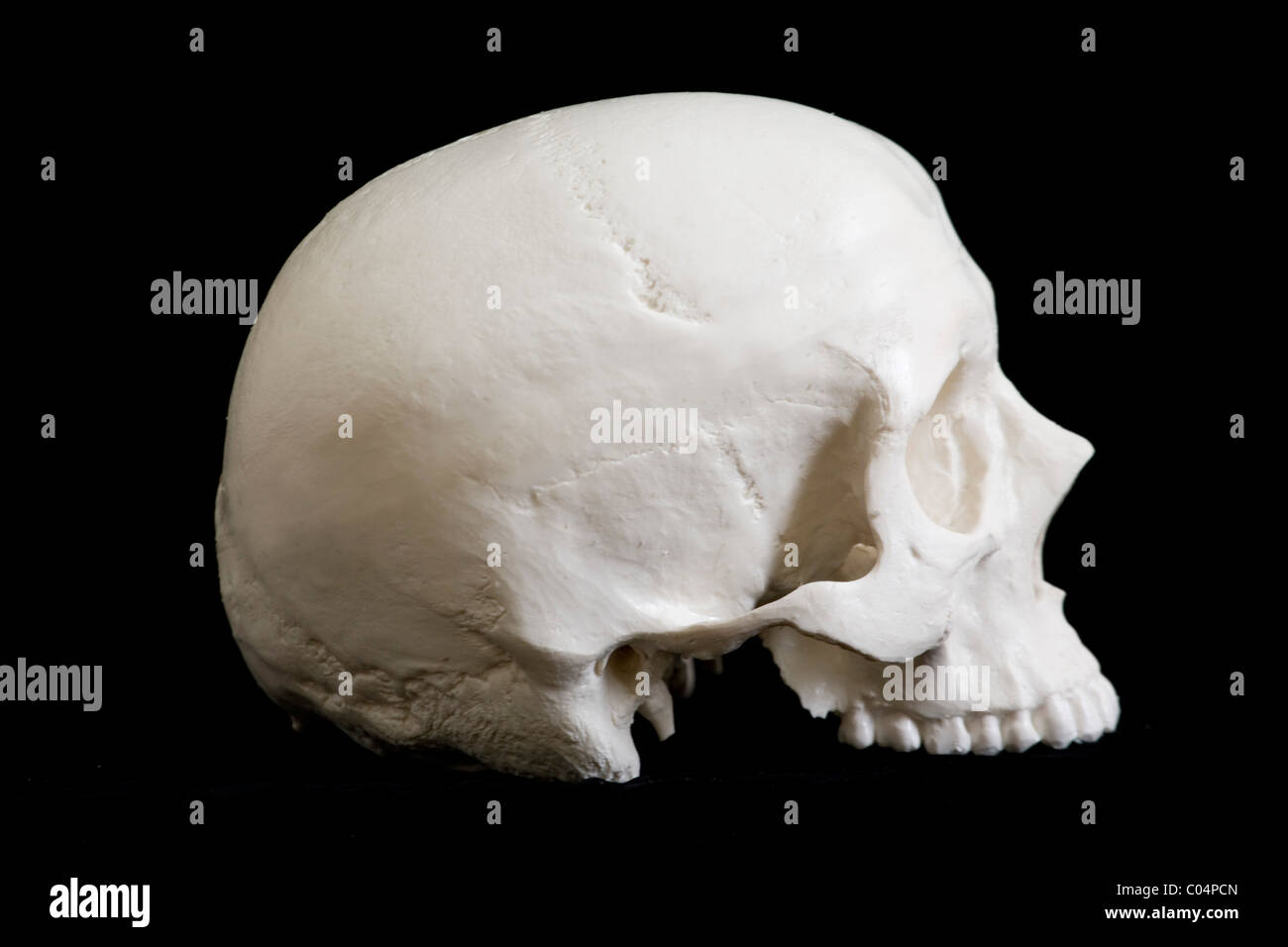 Cranio umano vista laterale, giusta orbita Foto Stock