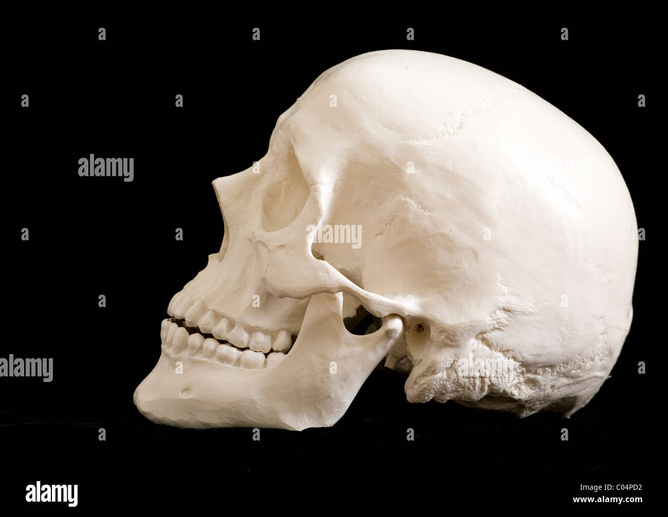 Cranio umano Vista laterale sinistra di orbita Foto Stock
