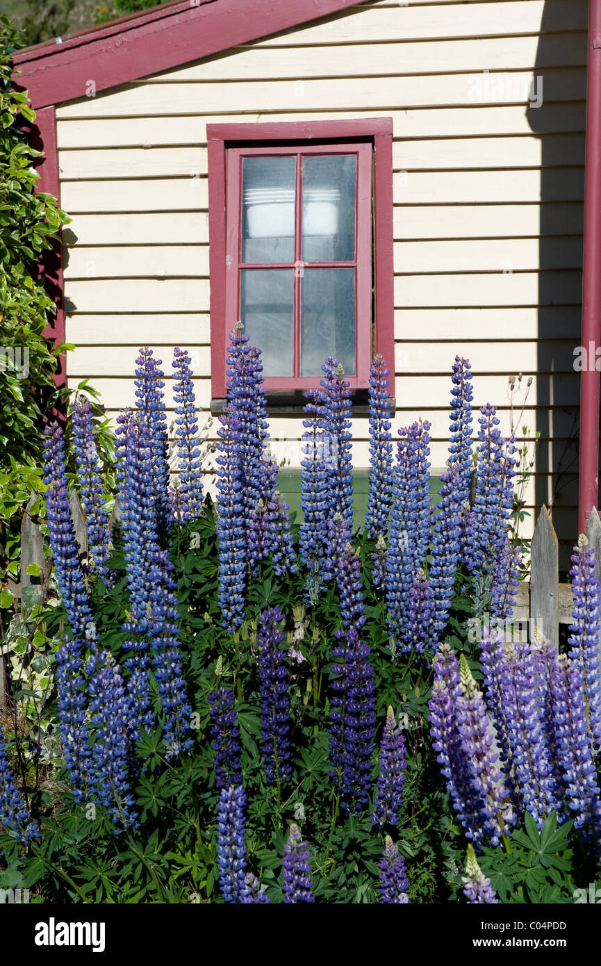 Lupini selvatici al Cardrona Hotel, sulla Crown Range road, tra Wanaka e Queenstown in Nuova Zelanda. Foto Stock