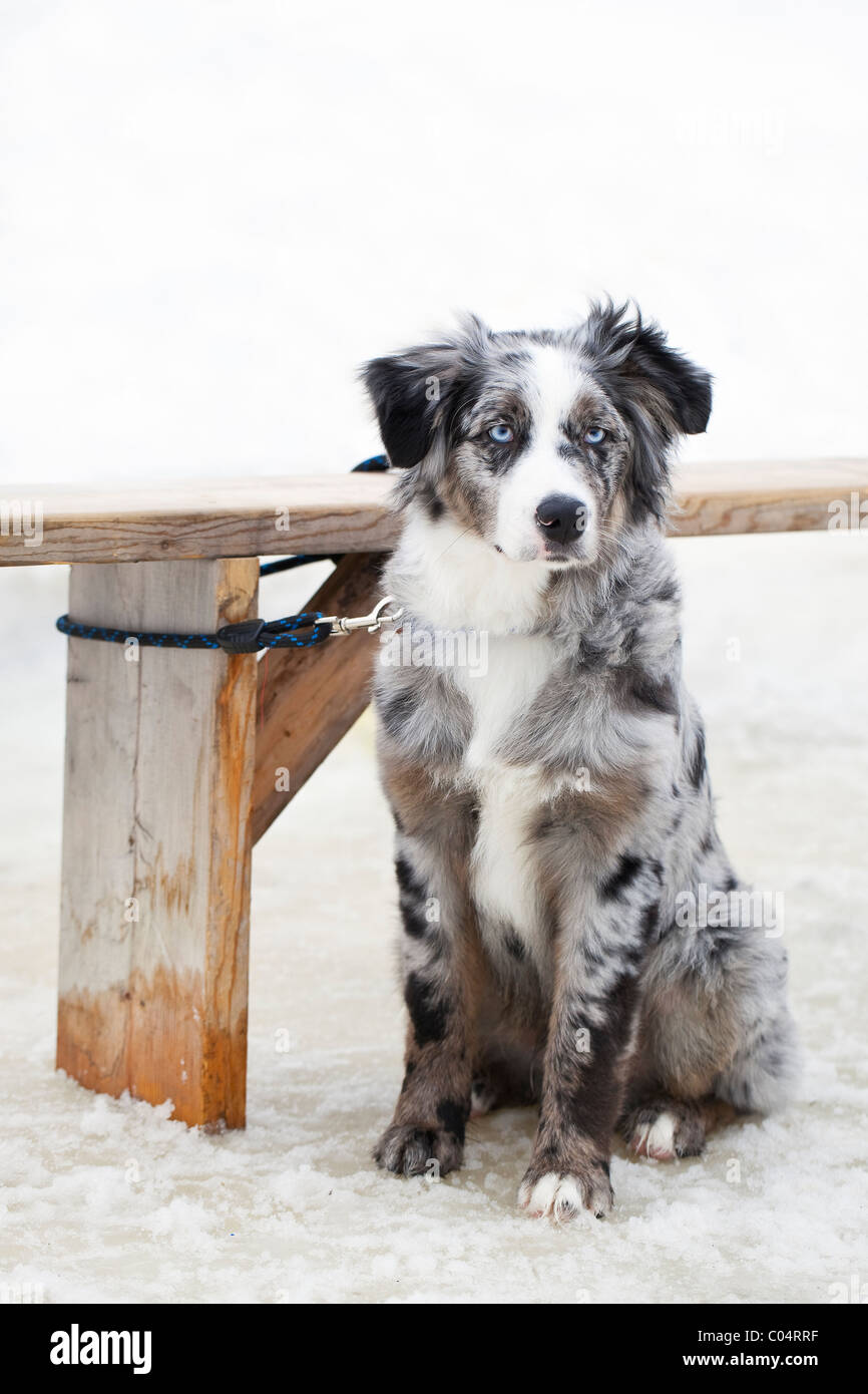 Pastore australiano cane legato al di fuori in inverno Foto Stock