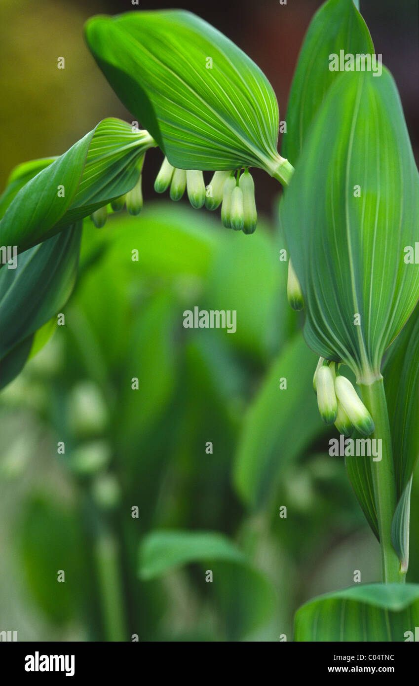 Polygonatum x hybridum Foto Stock