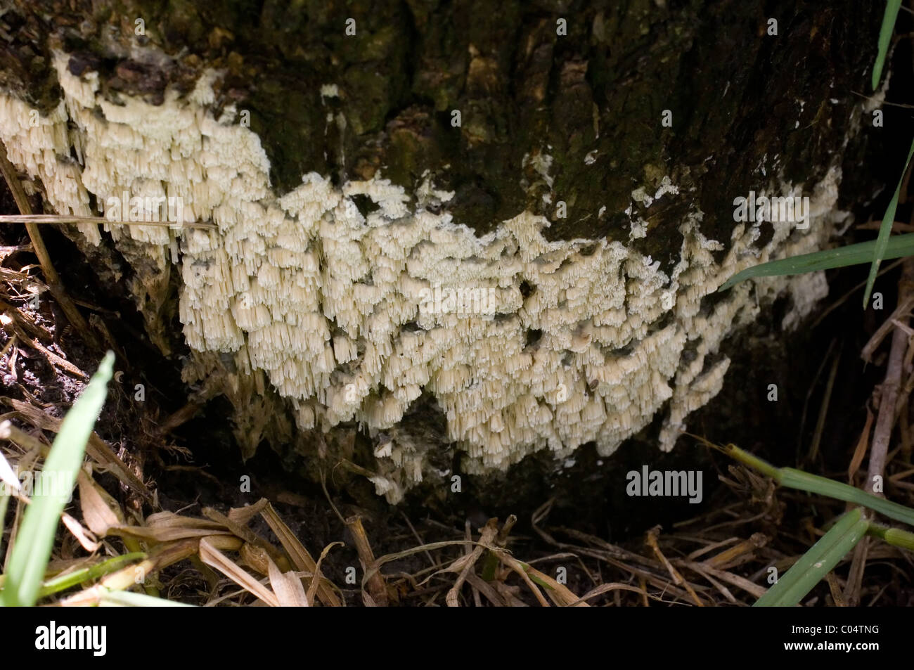 Coral come funghi che crescono su una corteccia di albero Foto Stock