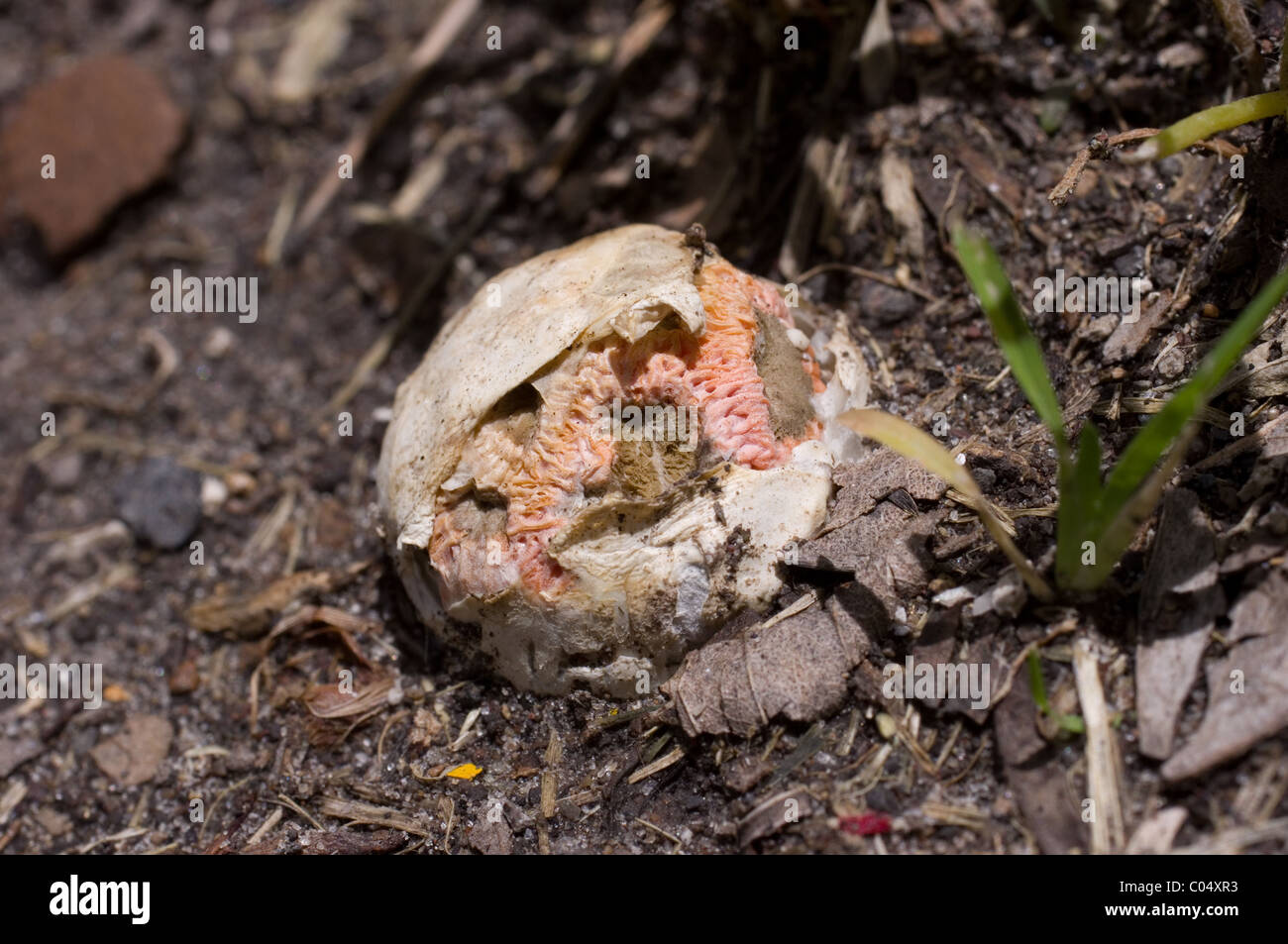 Foto di un reticolo di sgambate stinkhorn (Lysurus periphragmoides) rompendo il suo 'egg' Foto Stock