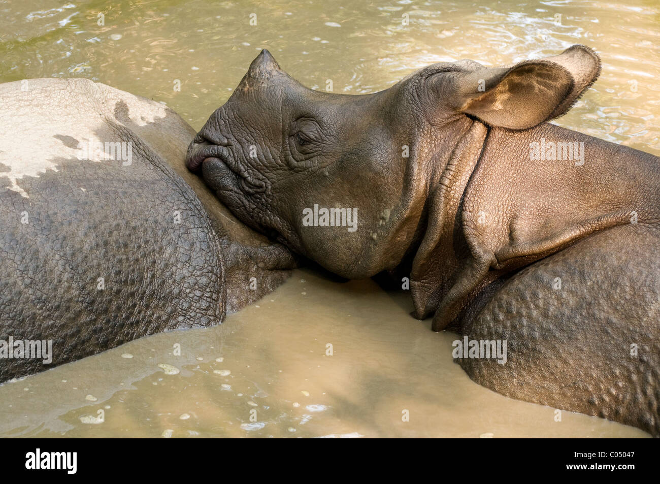 Un bambino di un corno di rinoceronte (Rhinoceros unicornis) poggia sulla sua madre e non si raffredda in Chitwan il parco nazionale, il Nepal Foto Stock